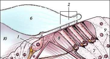1. Belső szőrsejtek; 2. Külső szőrsejtek; 3. Corti-alagút; 4. Membrana basilaris; 5.