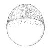 33 h) oblong spheree dome 30%-epiboly 50%