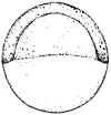 50% epiboly germ ring shield 75%