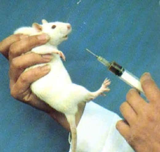 Intraperitonealis Intraperitoneal Az intraperitonealis (röviden ip.) injekció különböző anyagok hasüregbe való bejuttatását jelenti. Az ip.