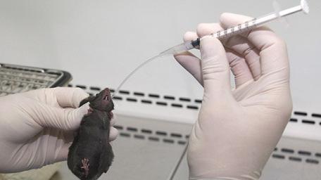 ábra: Gömb végű egér gyomorszonda; különböző méretek Forrás:https://www.kentscientific.com/products/productView.asp?