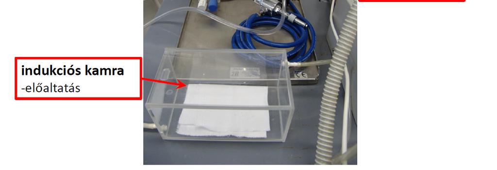 inhalative technique: A FLUOVAC segítségével kivitelezet izoflurán altatás - Inhalative anaesthesia with isoflurane gas applying FLUOVAC equipment: Az állatok altató kamrába