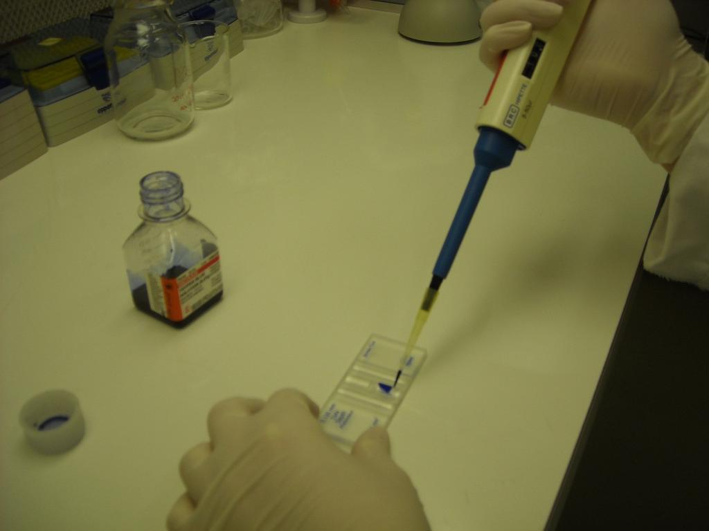 MgCl 2, 1 mm CaCl 2, 20 mm HEPES, 0,1% BSA, 310 mosm/l, ph-ja 7,4. A reoxigenizáció előtt a normoxiás oldatot médiumra cseréljük.