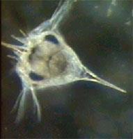 nauplius lárva (fejlárva) a