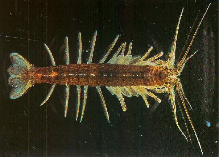 Anaspidacea