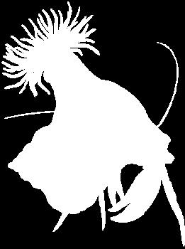 Anomala csoport