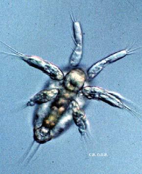 Copepoda