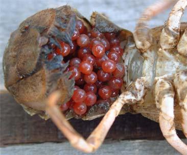 Peték elhelyezlkedése az embrionális fejlődés alatt Cladocera: belső költőüreg Copepoda: