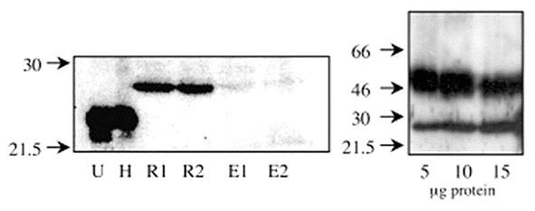 anti-caveolin-2 ellenanyaggal, és az immunprecipitátum anti-caveolin-2-vel jelölődött (14. B ábra).