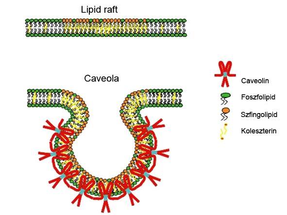 tartalmazó lipid raftok a caveolákra jellemzően a plazmamembrán palack illetve omega alakú invaginációiként figyelhetők meg a sejtek felszínén (2. ábra).