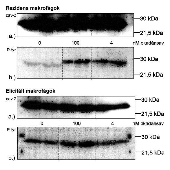 31. ábra: Immunoprecipitáció anti-caveolin-2 ellenanyaggal, majd Western blot analízis anti-foszfotirozin ellenanyaggal.