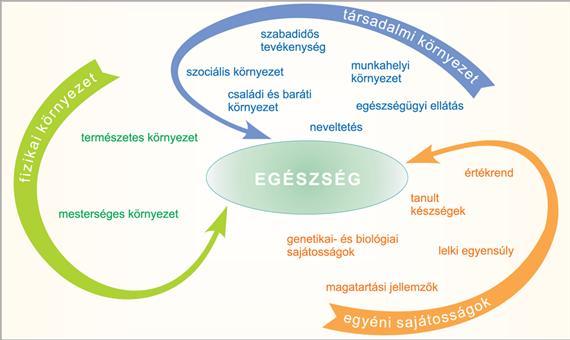 Az egészség meghatározó tényezői Forrás: Ádány R.