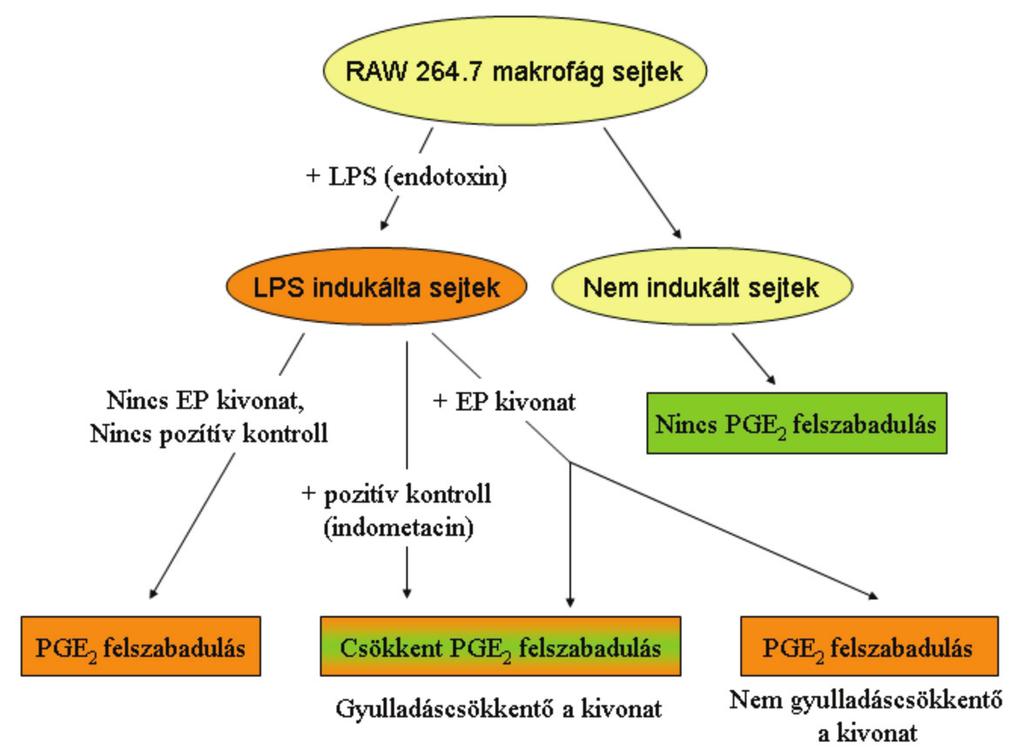 Hevesi-Kery:03-