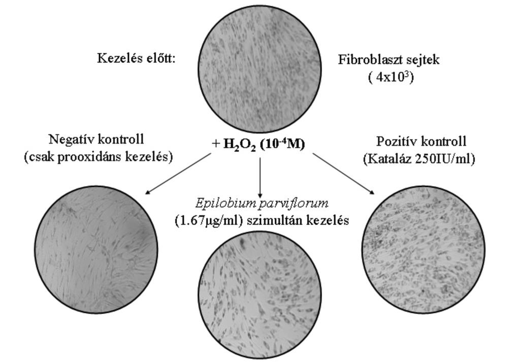 ábra: Az in vitro ösztrogén- és androgénreceptor-kötô aktivitás meghatározásának mechanizmusa 4. ábra: Az Epilobium parviflorum kivonat által kifejtett sejtvédô hatás 5.