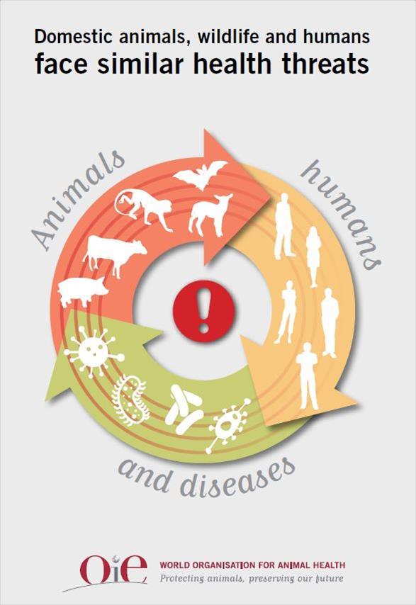 AZ ÁLLATEGÉSZSÉGÜGYI IGAZGATÁS CÉLJAI, ALAPJAI A betegségek elleni védekezés alapjai Cél a betegségek állatállományokba való behurcolásának megakadályozása, illetve a gyors leküzdés, felszámolás.