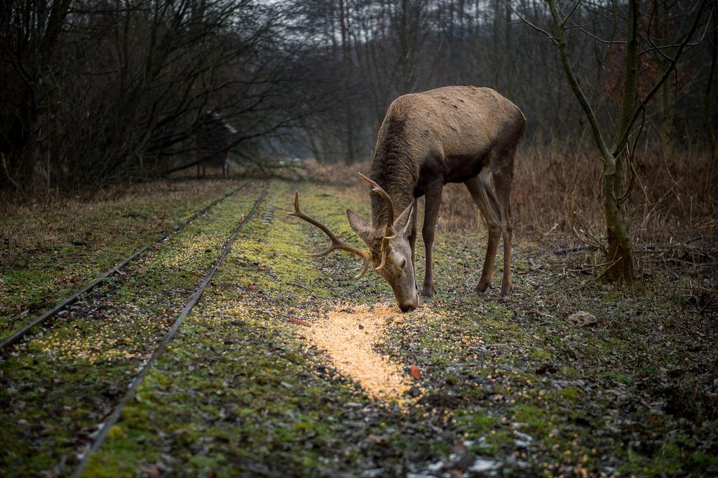 Ezt követően az iskolában megvizsgáljuk, milyen a megetetett állatok lábnyoma és bundája, és nemcsak a szőrmés, de a tollas állatok is kapnak a nekik való csemegéből. 14.