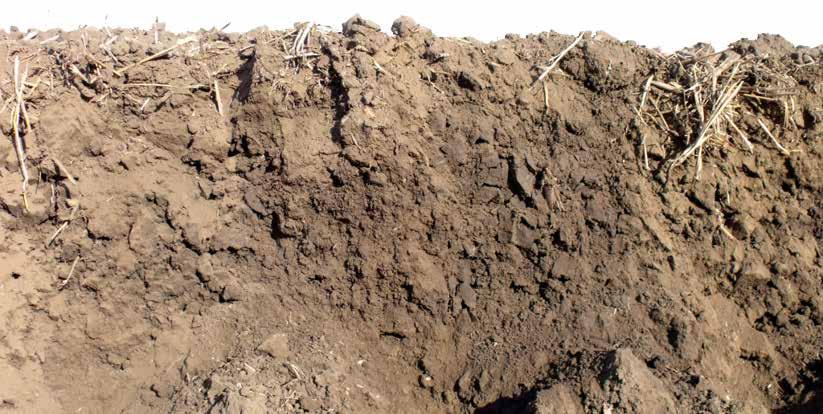 HIBRID ÉS TECHNOLÓGIAI AJÁNLAT EGY HELYRŐL Az alaptrágyázást a talajművelés megkezdése előtt végezzük el kielégítve ezzel a repce őszi nitrogén- (25-50 kg/ha), foszfor- és káliumigényét.