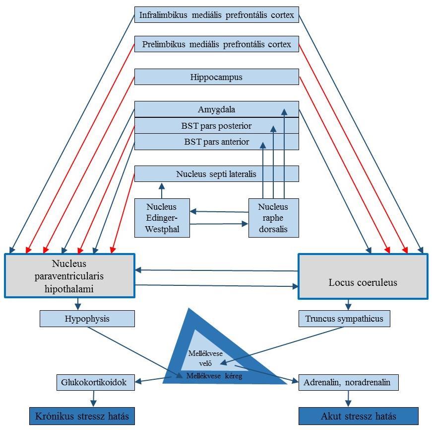 3. ábra: A stressz szabályozásának áttekintő vázlata. A kék nyilak a serkentő, a piros nyilak a gátló hatásokat ábrázolják (BST: nucleus interstitialis striae terminalis). 2.