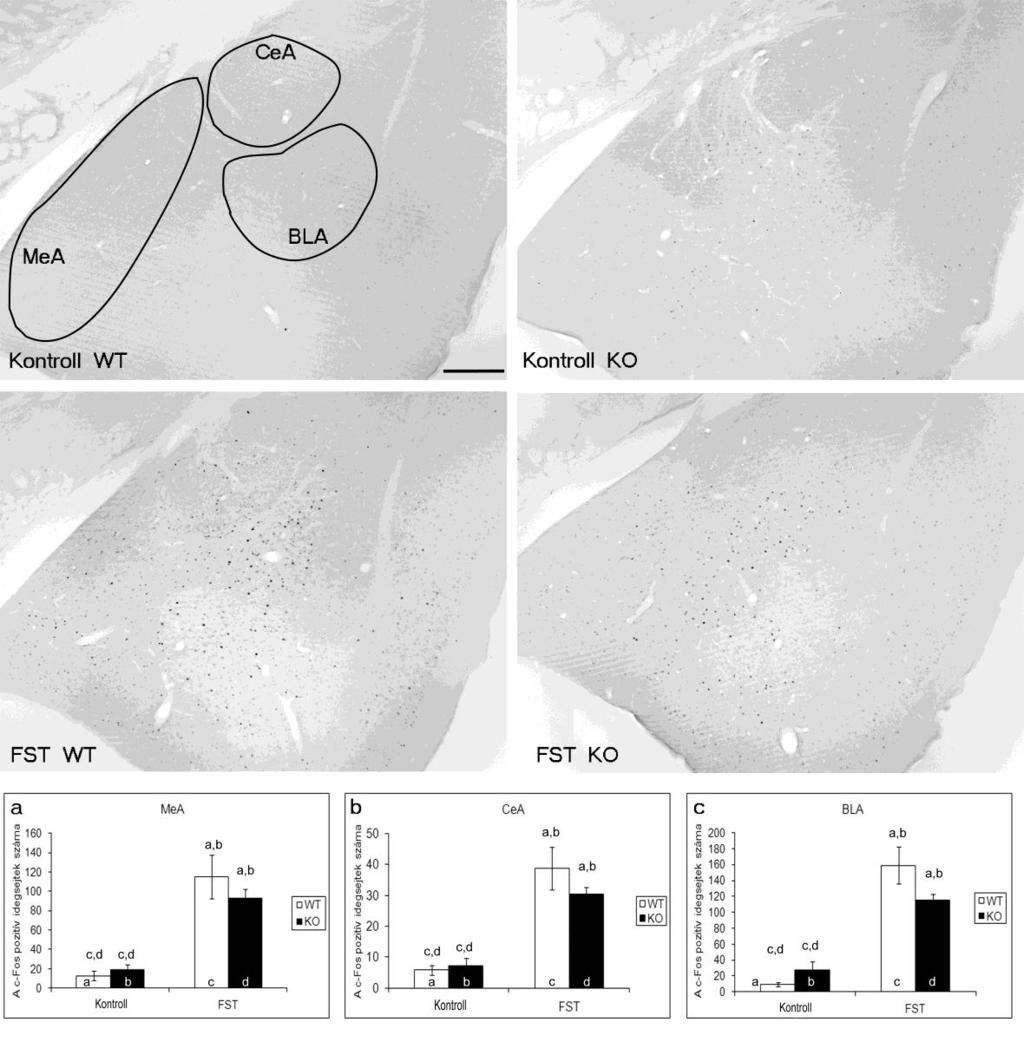17. ábra: c-fos immunhisztokémia az amygdala területén, reprezentatív fotók.