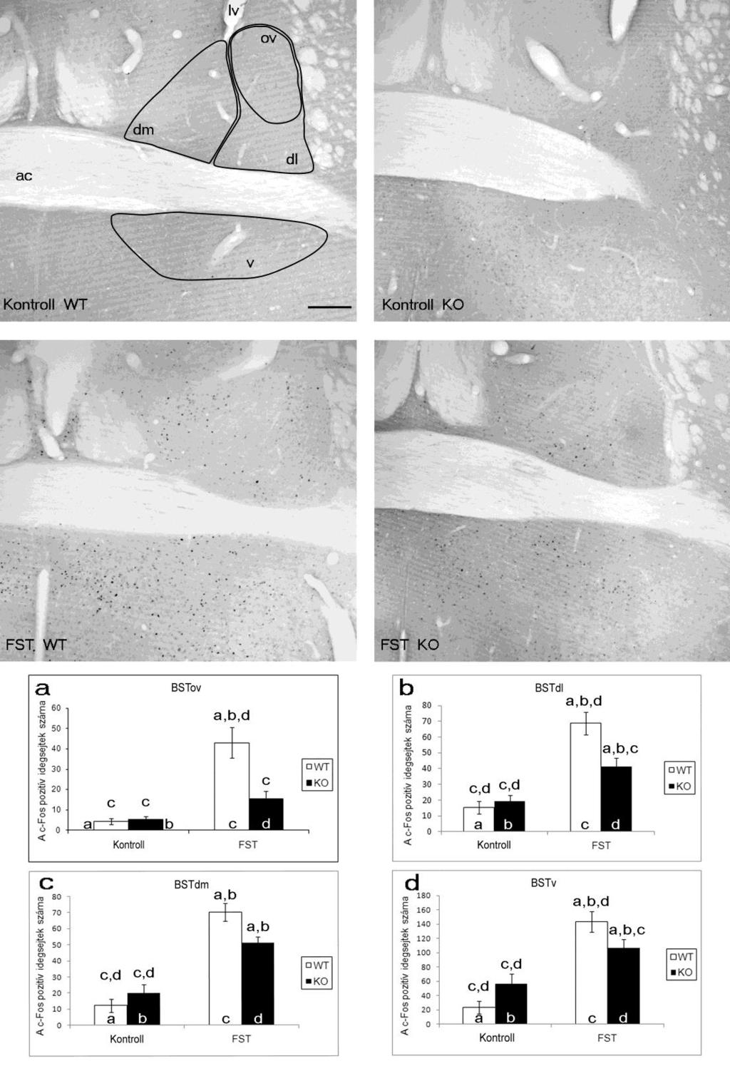18. ábra: c-fos immunhisztokémiai preparátumokról készült reprezentatív fotók a nucleus interstitialis striae terminalis (BST) területén.