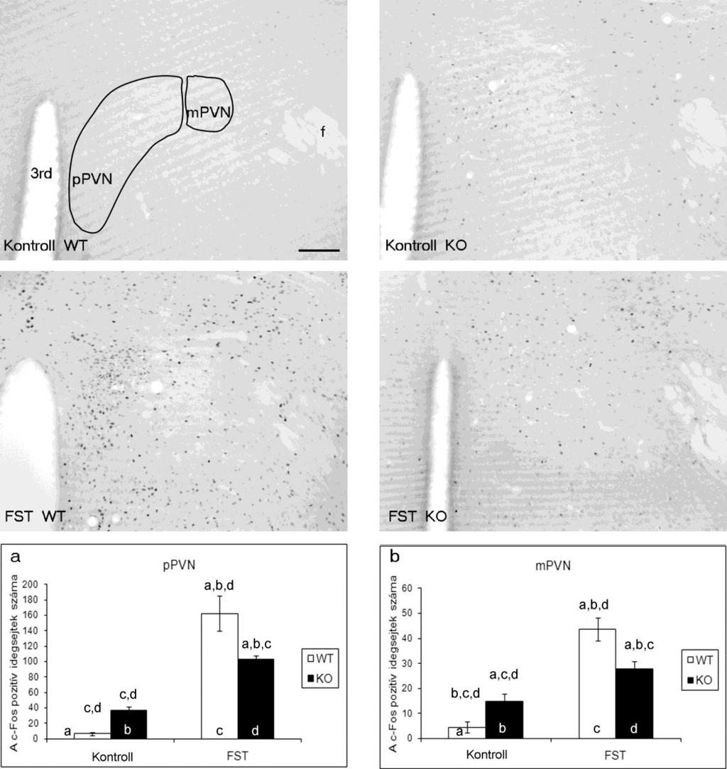 19. ábra: A nucleus paraventricularis hypothalami (PVN) a c-fos immunhisztokémiai festést követően, reprezentatív képek.