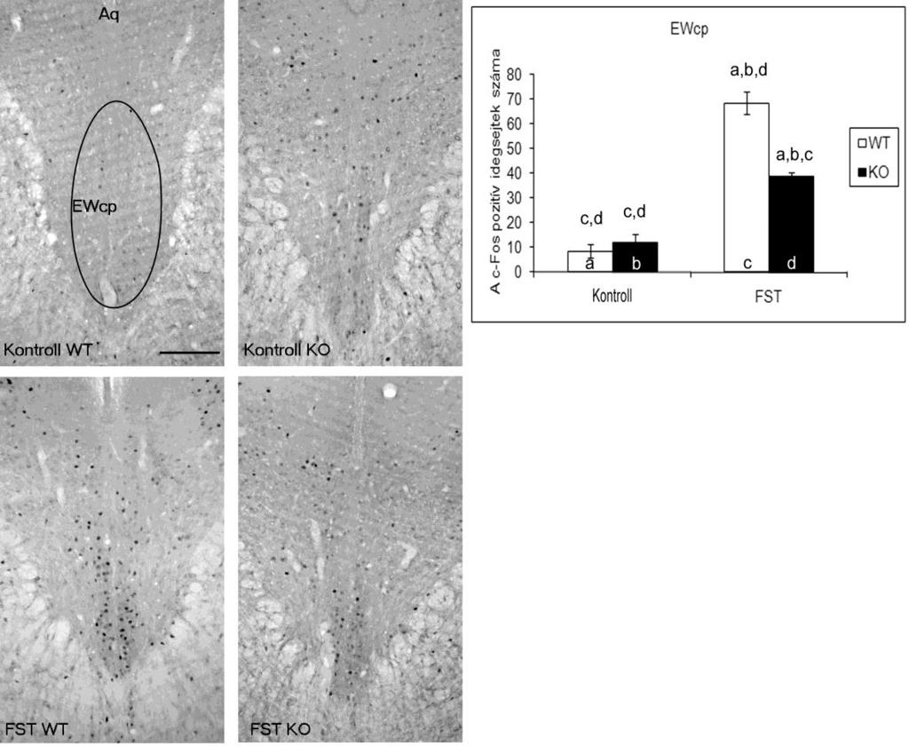 1.2.4. Centrális projekciójú Edinger-Westphal mag Ebben a középagyi stressz központban az ANOVA szerint szignifikáns hatása volt a stressznek (F3,24=164.56; p<0.000001), a genotípusnak (F3,24=15.