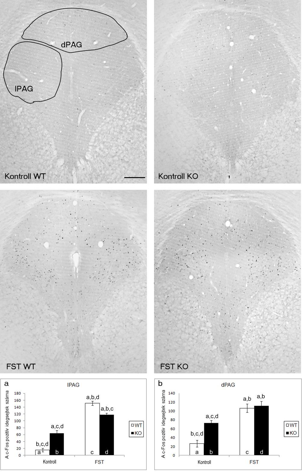 22. ábra: c-fos immunhisztokémia a periaqueductalis szürkeállományban (PAG), reprezentatív felvételek.