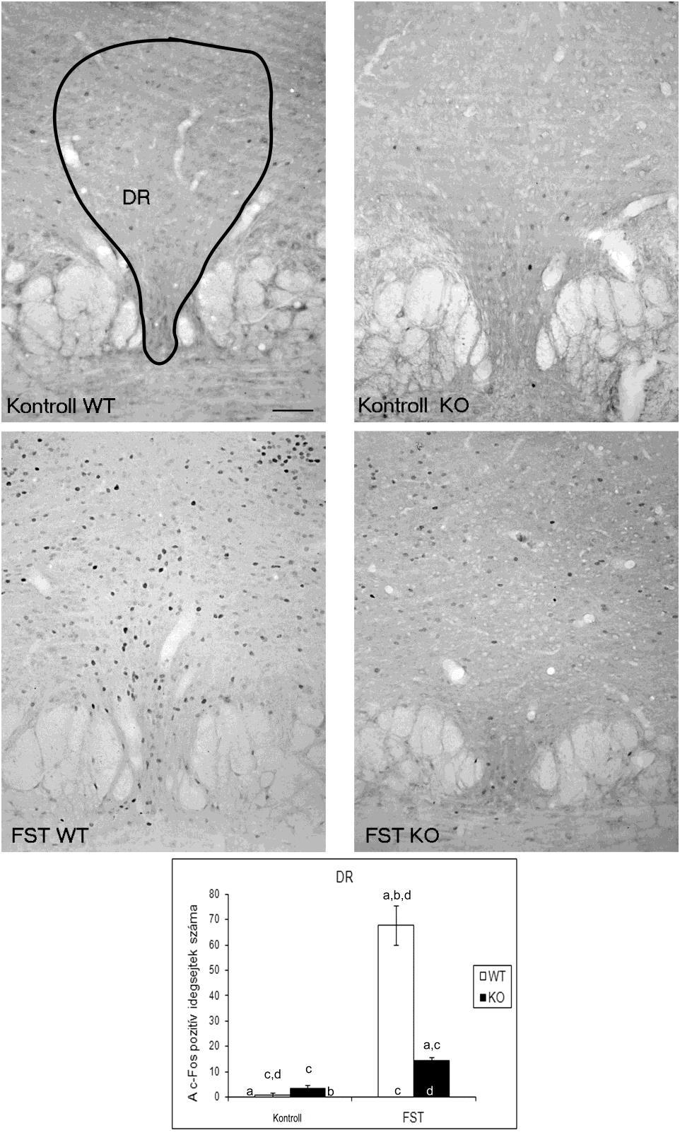 23. ábra: c-fos immunhisztokémia a nucleus raphe dorsalisban (DR).