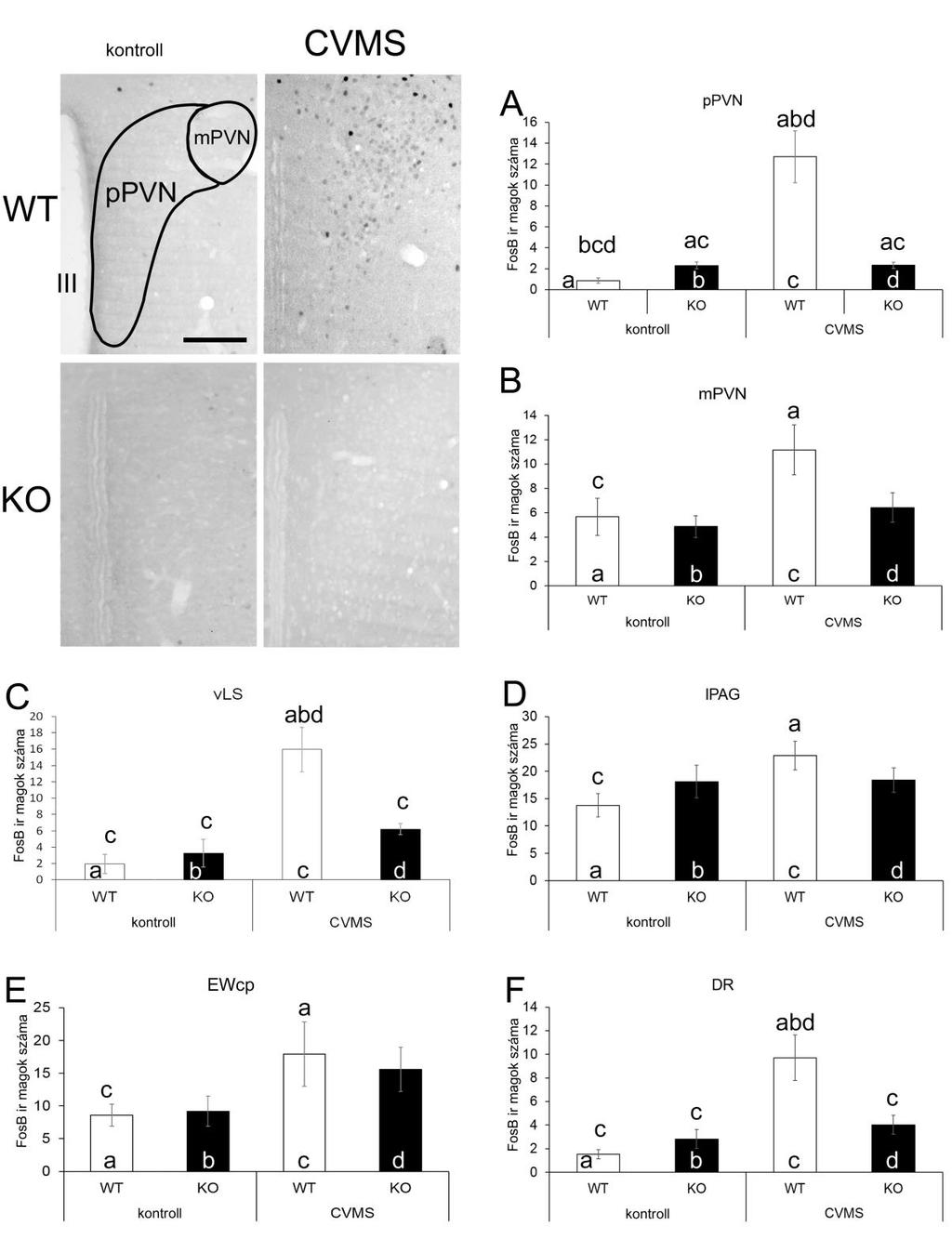 26. ábra: FosB immunhisztokémia injekciós kezelésben nem részesült egereken.