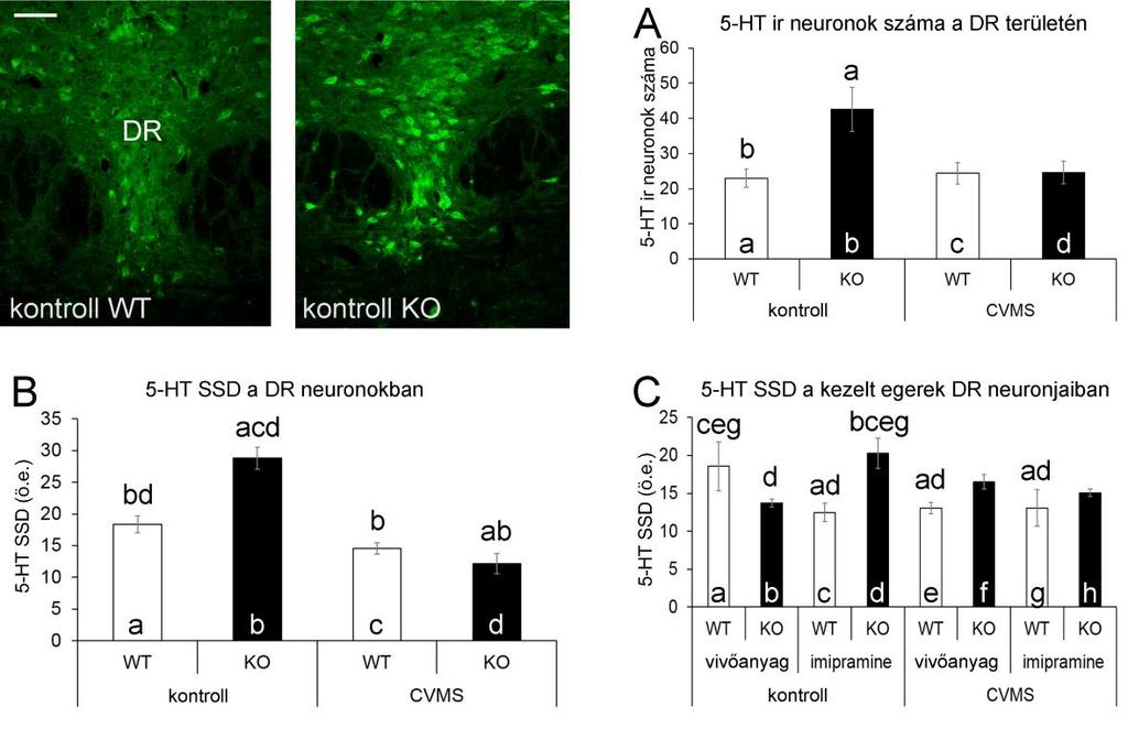 31. ábra: Szerotonin (5-HT, zöld) immunfluoreszcens jelölés a nucleus raphe dorsalis (DR) területén kontroll, nem kezelt PACAP vad típusú (WT) és kontroll kezeletlen PACAP génhiányos, (knockout, KO)