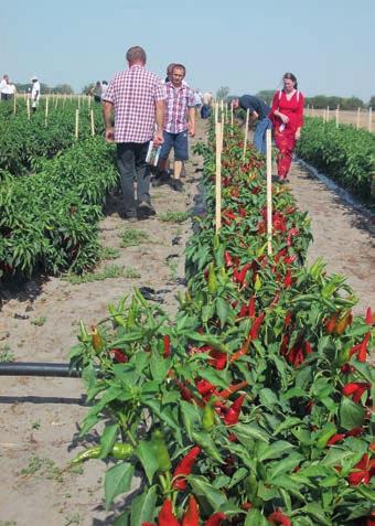 Fókuszban a zöldségtermesztés A Magyar Paprika Napja Mórahalmon Az idén hatodik alkalommal került megrendezésre a FruitVeb, Mórahalom város önkormányzata, a NAIK és a ZKI ZRt.