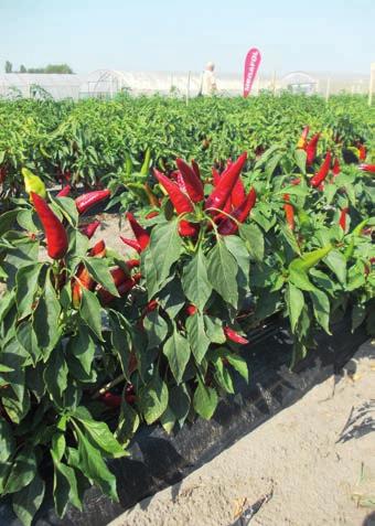 Ahogy erre fókuszált Csányi László, Mórahalom alpolgármestere is, amikor kiemelte, a fűszerpaprika nem egy növény, hanem egy kultúra, ami olyan, mint a szőlő, ahol szintén nemcsak a növényről, hanem