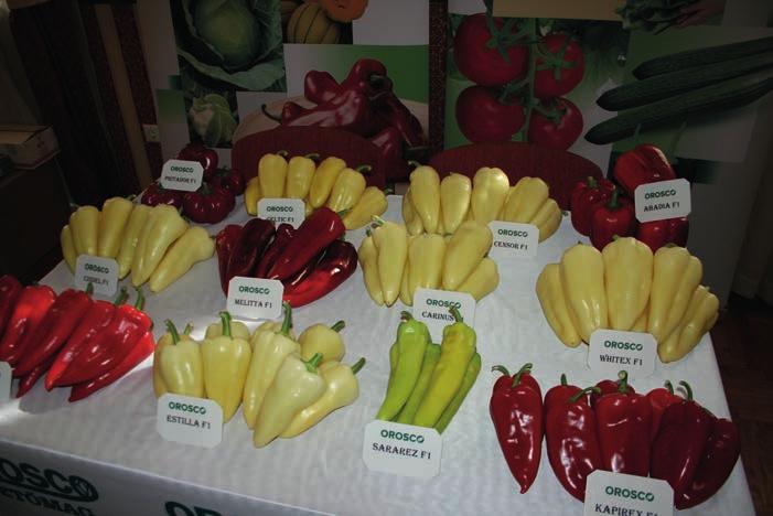 zési paprika is napirendre került, az a kultúra, amiből 1500 hektárt szántóföldön, 800 ha-t pedig hajtatásban termesztenek hazánkban ismertette Tornyai Tibor (Rijk Zwaan).