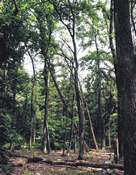 A természetes erdőkben az életközösség önmagát fenntartja, és folyamatosan megújítja a növényzetét és a talaj termőképességét.