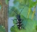 Anoplophora glabripennis A karantén