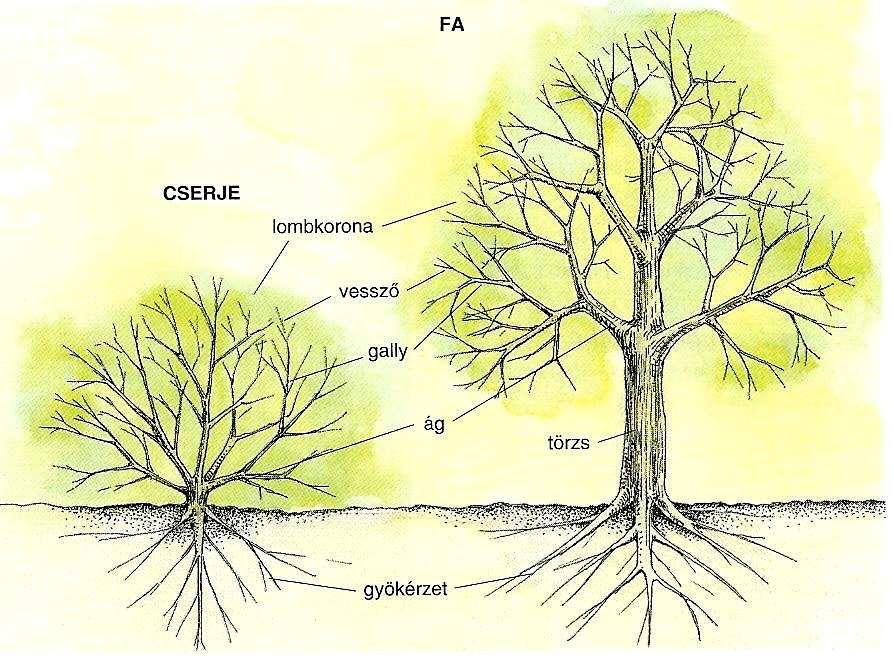 A fás szárú növények