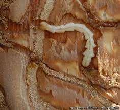 (Agrilus