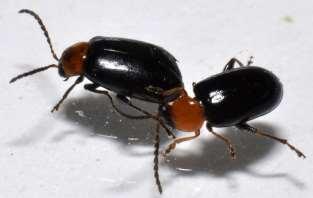 xanthodera fairmare)