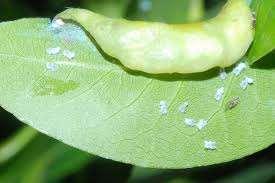 Trachelospermum