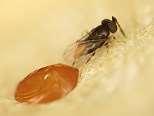 Oobius