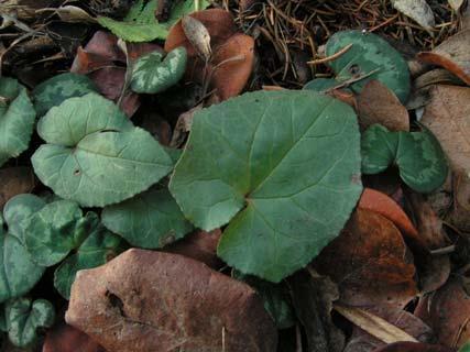 ábra: Cyclamen coum