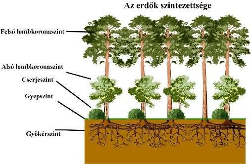 A társulások szerkezete A társulások szerkezetét a növénypopulációk határozzák meg.