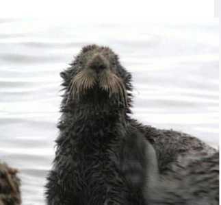 A harmadik korszak súlyos környezeti katasztrófái 1989 - Exxon Valdez Alaszka partjainál az Exxon Valdez nevet viselő olajszállító tankhajó megfeneklett.