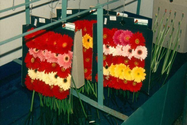 Modern dísznövénytermesztés és kereskedelem romlott. Tovább rontotta a helyzetet, hogy erre az időre a hazai növényházi technológiák nagyrészt elavultak, üzemeltetésük gazdaságtalanná vált.