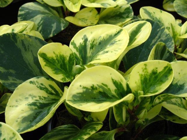 Modern dísznövénytermesztés és kereskedelem Peperomia obtusifolia 'USA' Pachipodium lamerei A virágos dísznövények közül a ciklámen víz- és