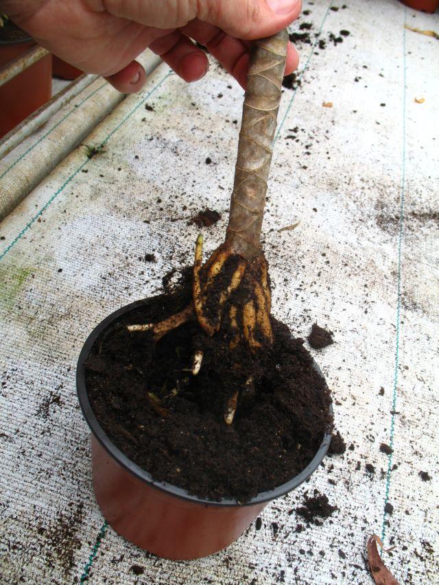 Modern dísznövénytermesztés és kereskedelem Dracaena marginata gyökérzete Hajtásdugvánnyal szaporított legfontosabb cserepes virágos dísznövényeink: az Euphorbia pulcherrima, a Kalanchoë