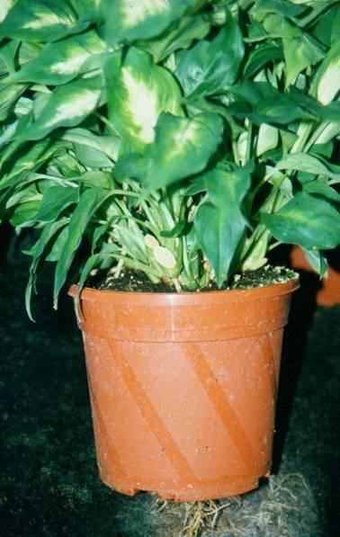 5. Cserepes dísznövények termesztése Dieffenbachia meriklón anyanövény Dieffenbachia meriklón anyanövényről származó dugványok A cserepes virágos dísznövények