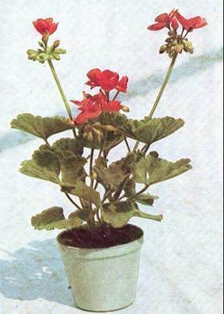 Modern dísznövénytermesztés és kereskedelem Az egyik legsikeresebb magyar nemesítésű muskátli a Hungária fajta volt Pohl Ferenc (1883-1961) kertész.
