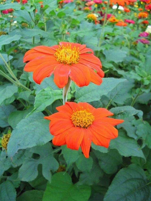kereskedelme Rudbeckia hirta