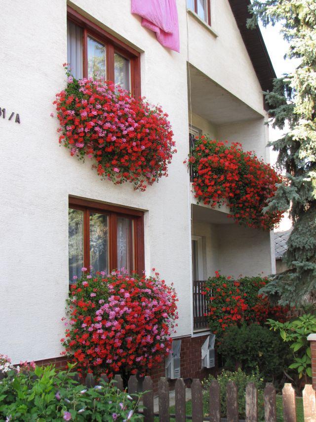 Modern dísznövénytermesztés és kereskedelem Pelargonium peltatum A virágágyi és balkonnövények szaporítóanyaga jól bírja a szállítást.